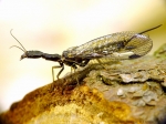 Raphidioptera - snakeflies